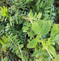 EnviroSeeds Summer Legume