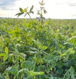 EnviroSeeds Winter N-Fixer