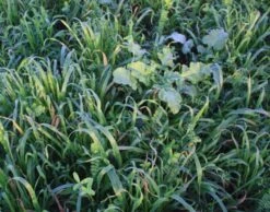 EnviroSeeds Winter Revivor