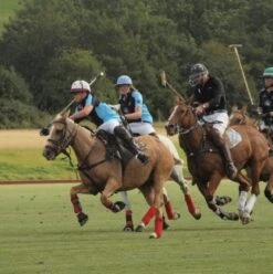 EuroGrass Pro Gallop Grass Seed