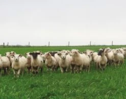 Aber High Sugar Grass - Intensive Grazing Ley (Without Clover)