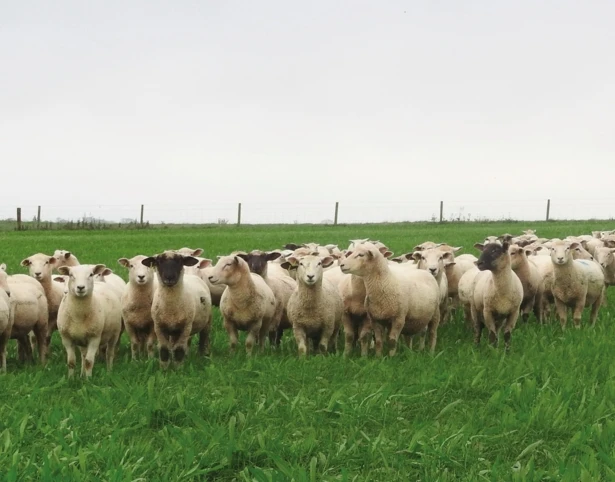 Aber High Sugar Grass - Intensive Grazing Ley (Without Clover)