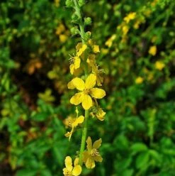 Agrimony, Common (Agrimonia Eupatoria) Plant