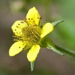 Avens, Wood (Geum Urbanum) Seeds