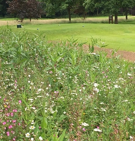 Acidic Soils Wildflower Meadow Seed BS11M 80/20 - Image 3