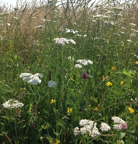 Acidic Soils Wildflower Meadow Seed BS11M 80/20 - Image 2