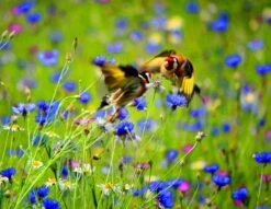 Wild Bird Seed Wildflower Meadow Seed BS14M 80/20