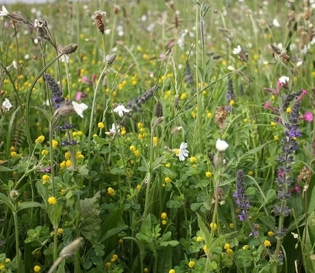 Countryside Wildflower Seed Collection - Image 3