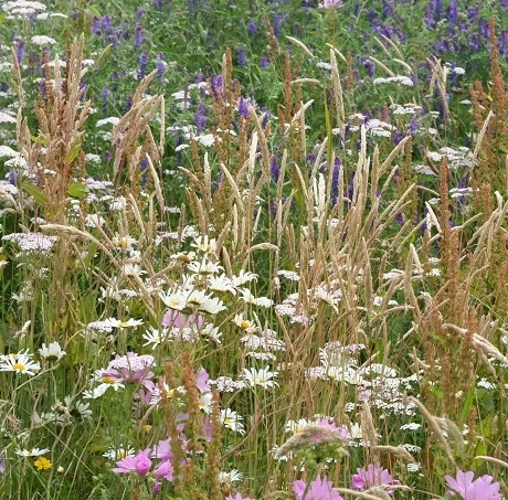 Heavy Clay Soils Wildflower Meadow Seed BS5M 80/20 - Image 2