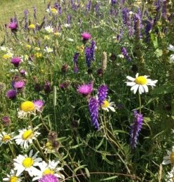 Hedgerow & Light Shade Wildflower Seed BS7M 80/20