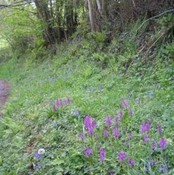 Woodland & Heavy Shade Wildflower Seed BS8M 80/20