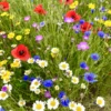 Cornfield Annual Wildflower Seed BS9P 100%
