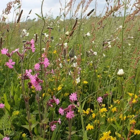 Countryside Wildflower Seed Collection - Image 4