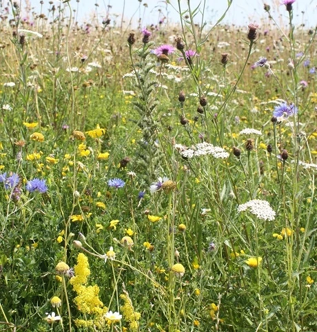 Dual Purpose Wildflower Seed BSXP 100% - Image 4