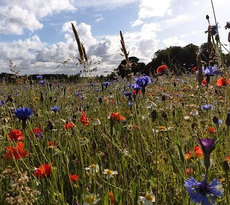 Dual Purpose Wildflower Meadow Seed BSXM 70/30 - Image 2
