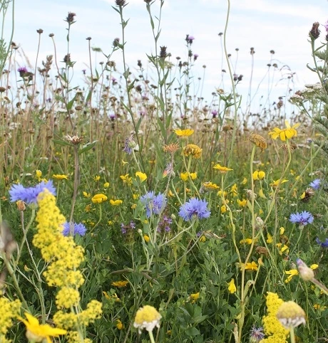 Dual Purpose Wildflower Seed BSXP 100% - Image 2