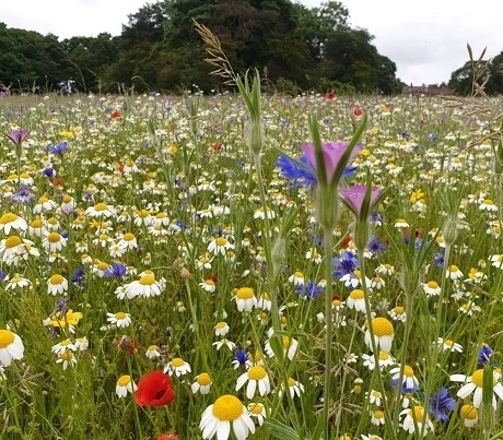 Countryside Wildflower Seed Collection - Image 2