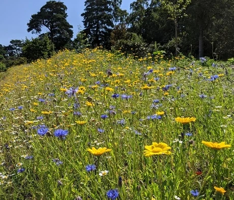 Dual Purpose Wildflower Seed BSXP 100% - Image 5