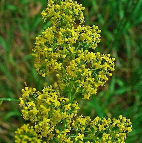 Bedstraw, Lady's (Galium Verum) Plant