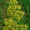 Bedstraw, Lady's (Galium Verum) Seeds