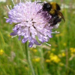 BS Bee Wildflower Plant Collection