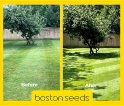 KissMyGrass Spring & Summer Lawn And Sportsfield Fertiliser 11.5.5