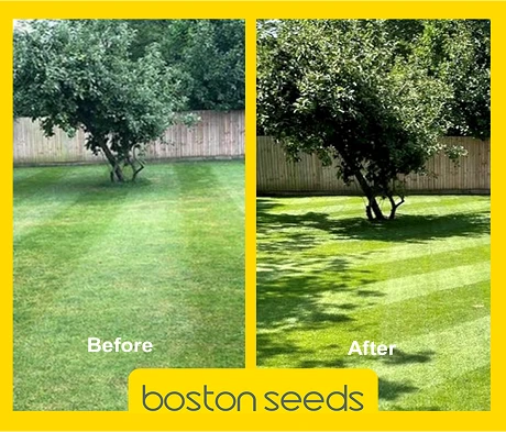 KissMyGrass Spring & Summer Lawn And Sportsfield Fertiliser 11.5.5