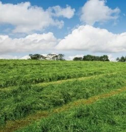 Bio Cutting Organic Grass Seed