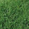Bio Dual Organic Grass Seed
