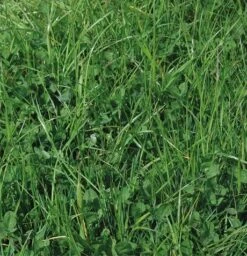 Bio Dual Organic Grass Seed