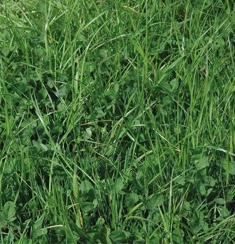 Bio Dual Organic Grass Seed