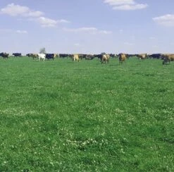 Bio Pasture Organic Grass Seed