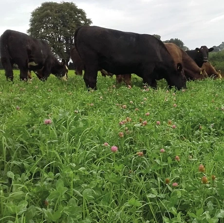 Bio Red 5 Organic Grass Seed