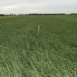 Black Oats Seed (Avena Strigosa)