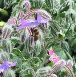 Borage Seed (Borago Officinalis)