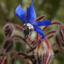 Borage (Borago Officinalis) Seeds