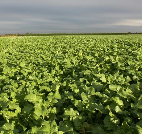 VITTASSO Brown Mustard Seed (Brassica Juncea) - Image 2