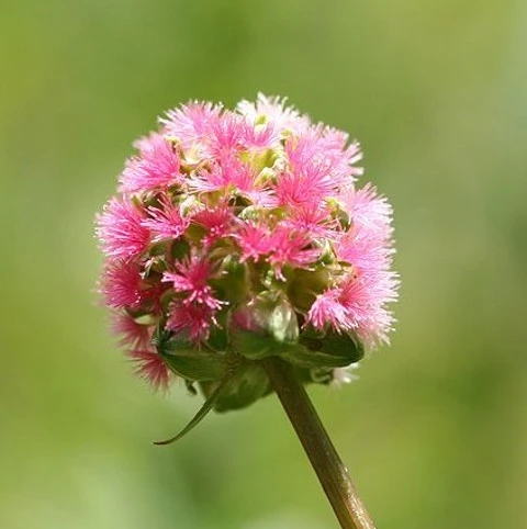 Burnet, Salad (Sanguisorba Minor) Plant