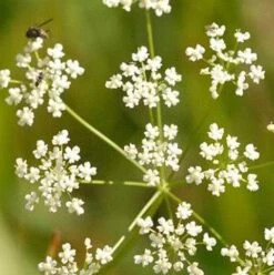 Saxifrage, Burnet (Pimpinella Saxifraga) Seeds