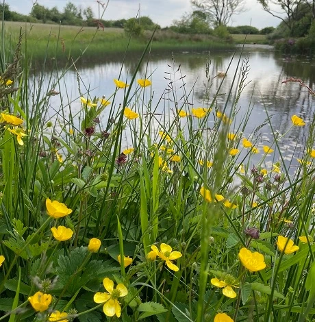 Wetland & Pond Edge Wildflower Seed BS6M 80/20