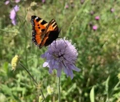 BS Butterfly Wildflower Plant Collection