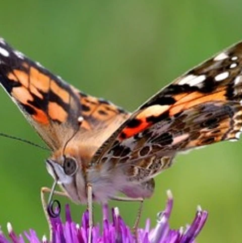 BS Butterfly Wildflower Plant Collection - Image 2