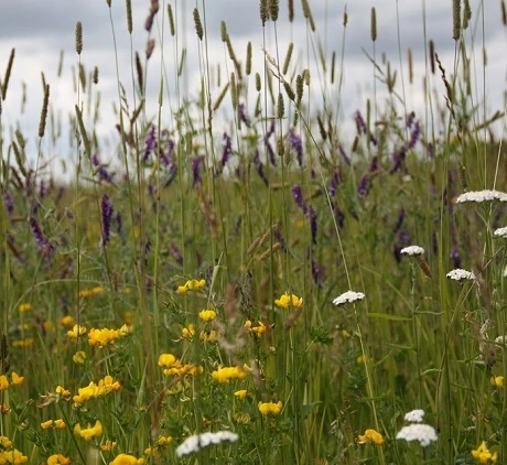 CSS1 Flower Rich Margin & Plots AB8