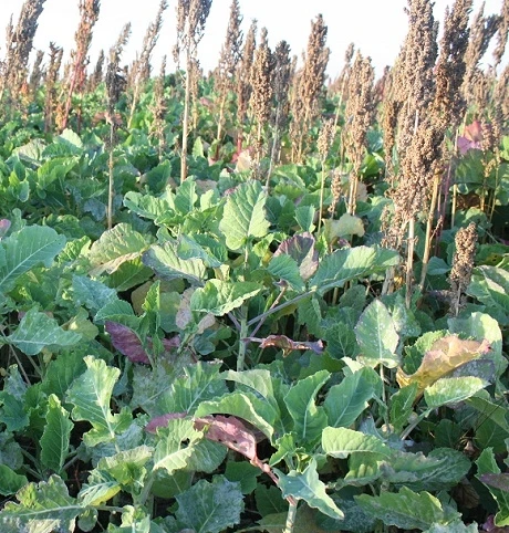 CSS10/FCB Wild Bird Food Seed Mixture - Finch & Corn Bunting (1 Year) AB9 - Image 2