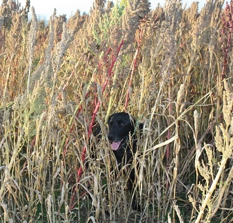 CSS10/GP Wild Bird Food Seed Mixture - Grey Partridge (1 Or 2 Year) AB9 - Image 2