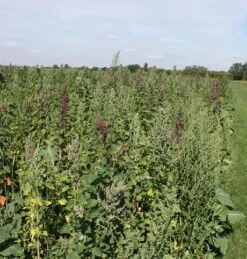 CSS10/TS Wild Bird Food Seed Mixture - Tree Sparrow (1 Year) AB9