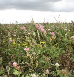 CSS4 Nectar Flower Mixture AB1 - Standard