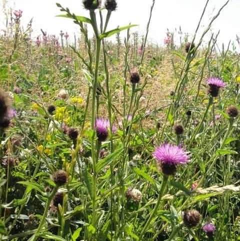 CSS6/21R Two Year Sown Legume Fallow Mixture (with Ryegrass) AB15 - Image 2