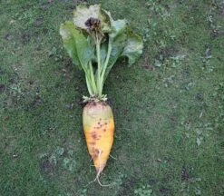 Cagnotte Fodder Beet