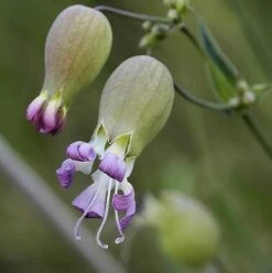 Campion, Bladder (Silene Vulgaris) Plant